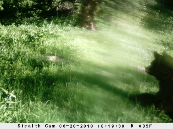 3592trail_camera_pics_044.jpg