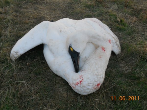 36322011_swan_hunt_001.jpg