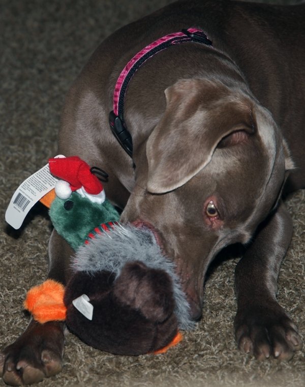 367lexi_with_christmas_duck.jpg