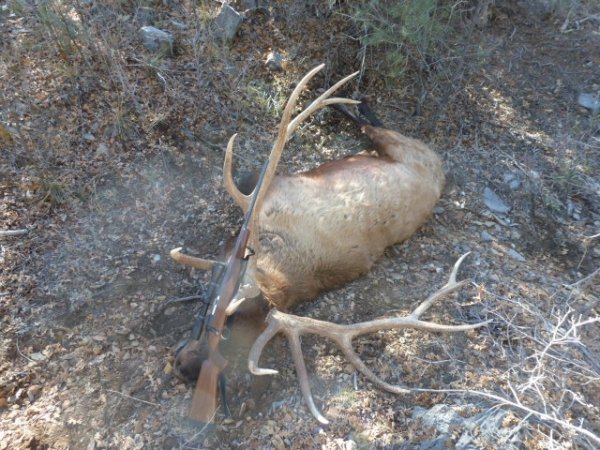 3763elk_hunt_2012_044.jpg