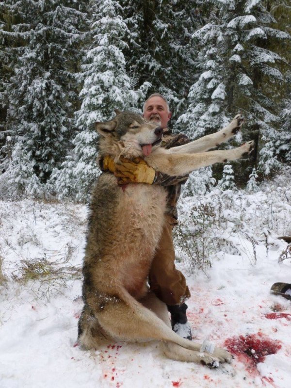 3847dan_rowson_s_wolf_kill_11-06-2011.jpg