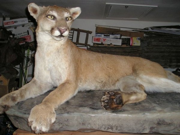 3871lion_mount_4.jpg