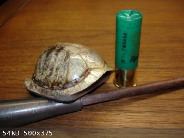 3993baby_turtle_shell_turkey_call_jpg-thumb.jpg