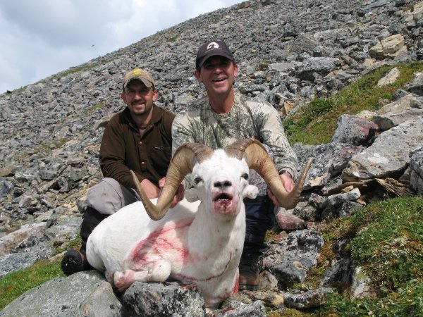 39972010_dall_sheep_014.jpg