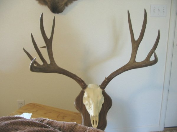 4012wy_01_buck_1.jpg