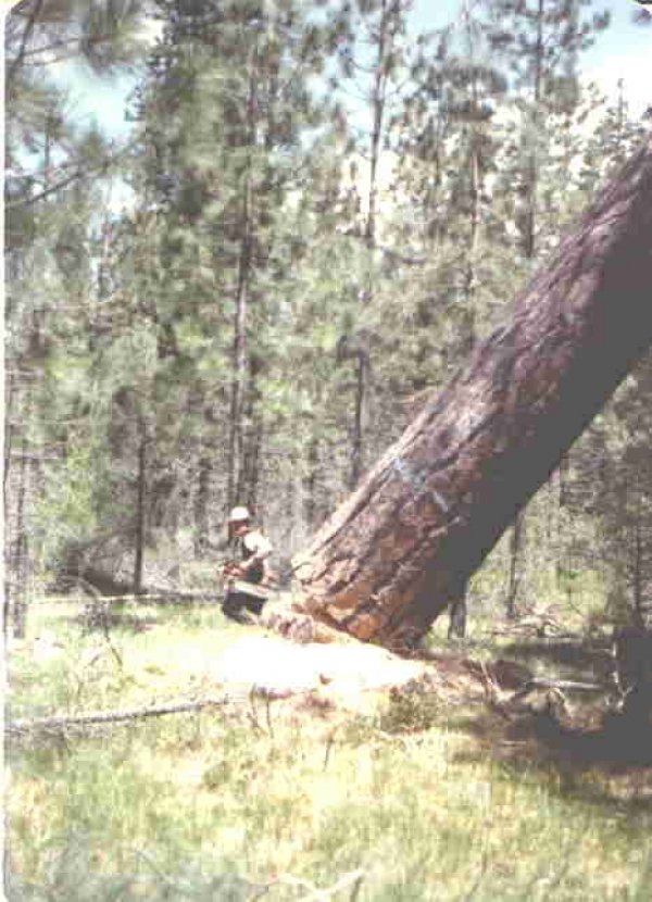 4107westwood_timber.jpg