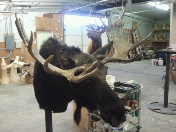 4126moose.jpg