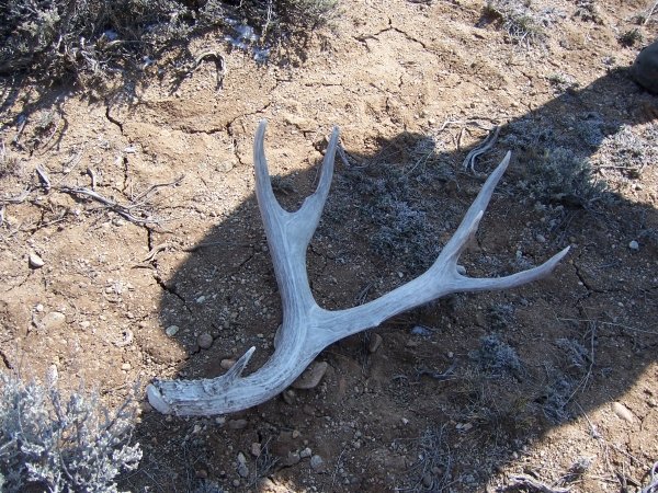 4159deer_antlers_08_056.jpg