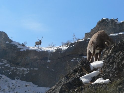 41732008_bighorn_sheep_and_elk_418.jpg