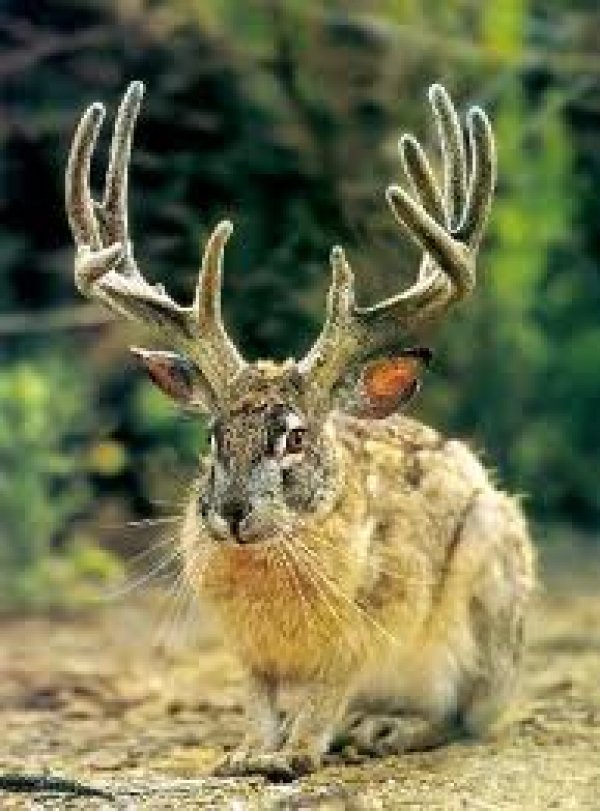 424jackalope.jpg