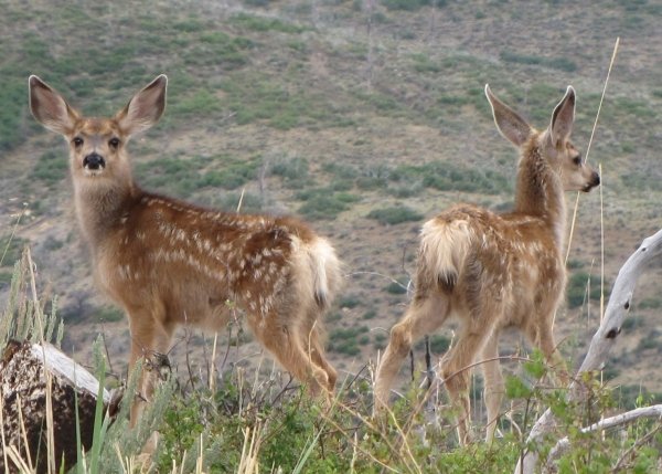 4293fawns.jpg