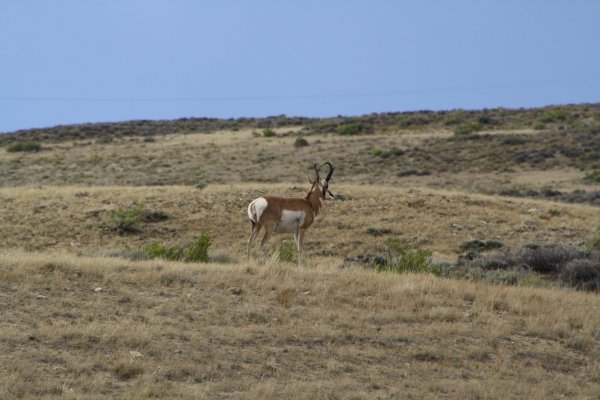 436wyo_antelope_2011_011.jpg