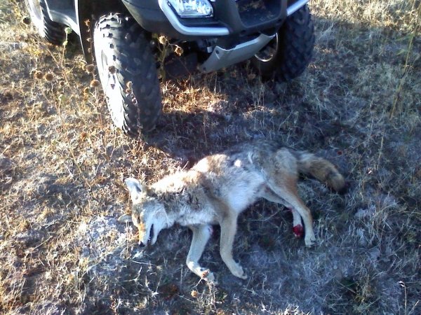 4391dead_coyote.jpg