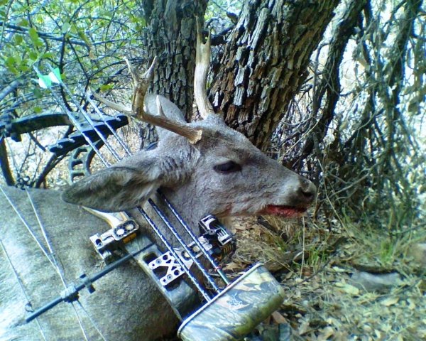 4493coues_buck.jpg