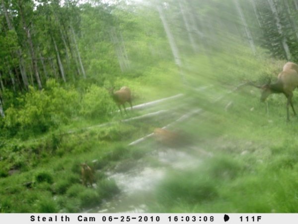 4497trail_camera_pics_024.jpg