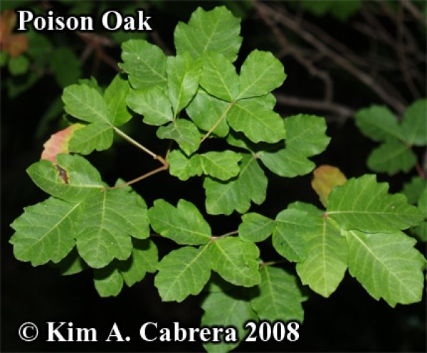 4593poisonoak7508.jpg