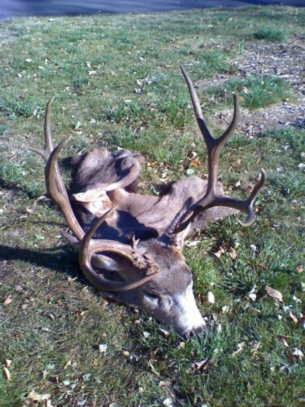 470deer_2010.jpg