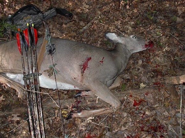 47851st_deer_spike_buck_10-04-03.jpg