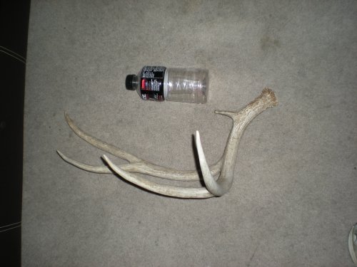 4859deer_horns_207.jpg