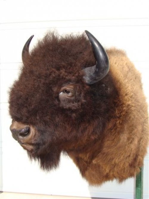 4907bull_bison_mount_008.jpg