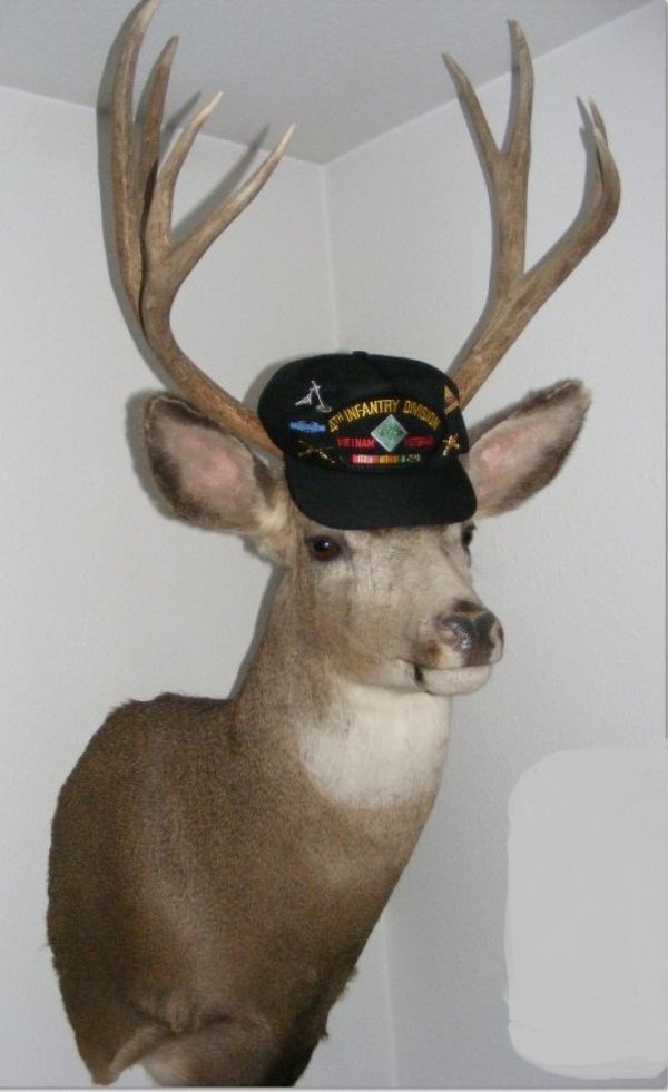 4933hatrack_buck.jpg