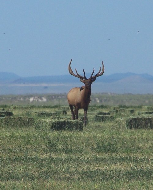 49490elk2.jpg