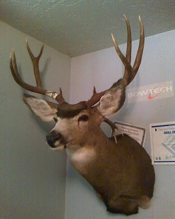 50011st_buck.jpg