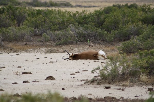 5010wyo_antelope_2011_023.jpg