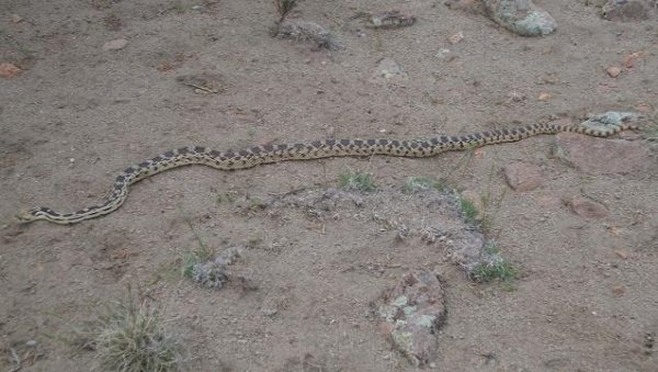 5056gopher_snake.jpg