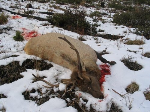 5084elk095.jpg