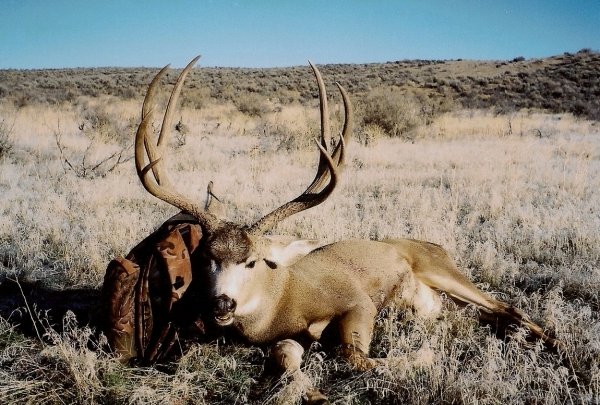 5112000_colo_buck_1.jpg