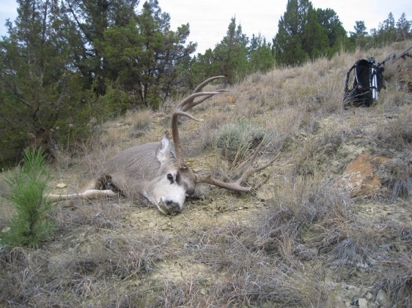 51732012_buck.jpg