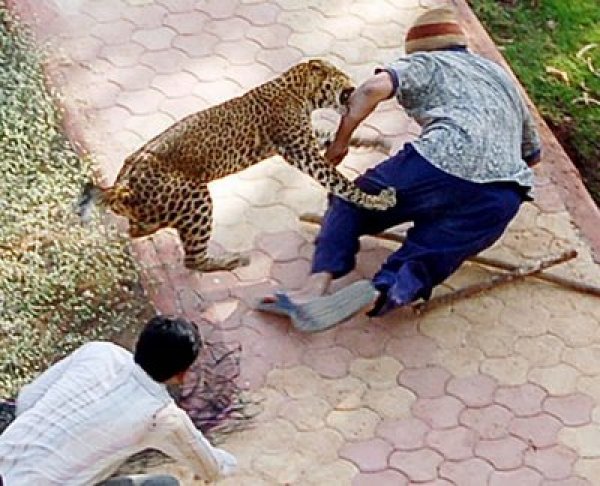 51leopard_attack.jpg