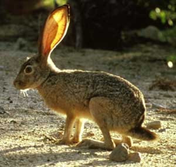 5260fws_jackrabbit.jpg