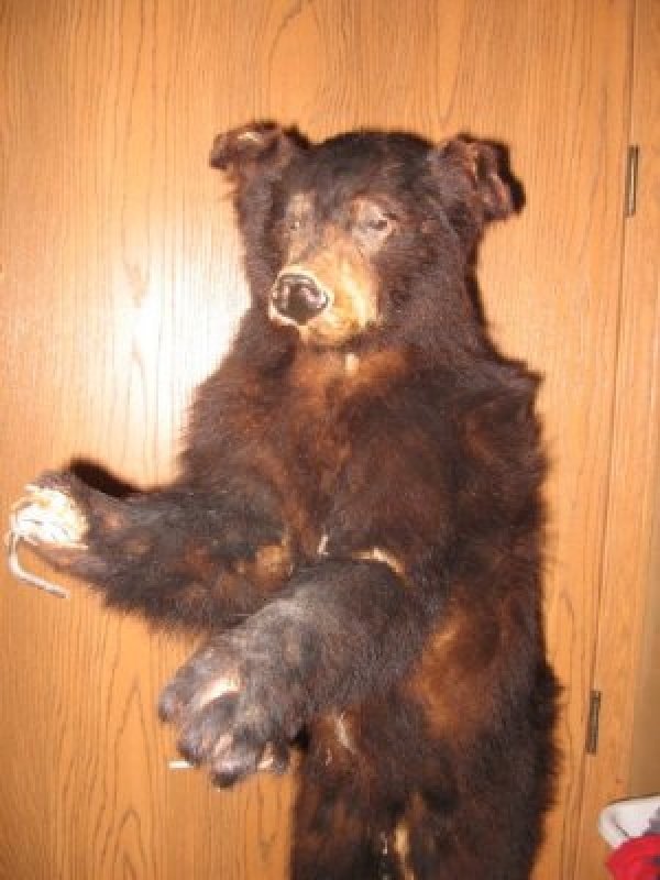 533standing_bear.jpg