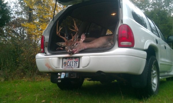 5378white_tail_bucks.jpg