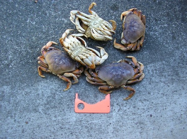 5469crabbing2013_005.jpg