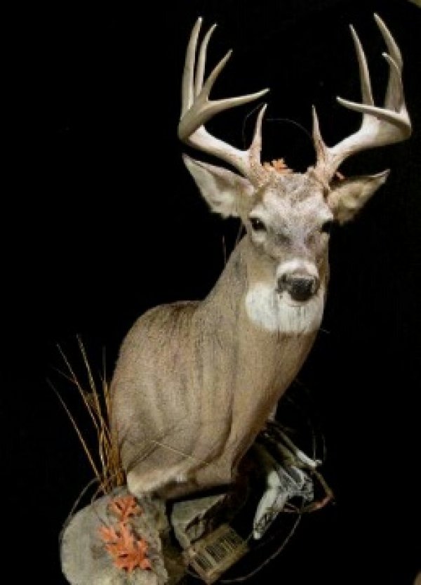 572deer_mount_2.jpg