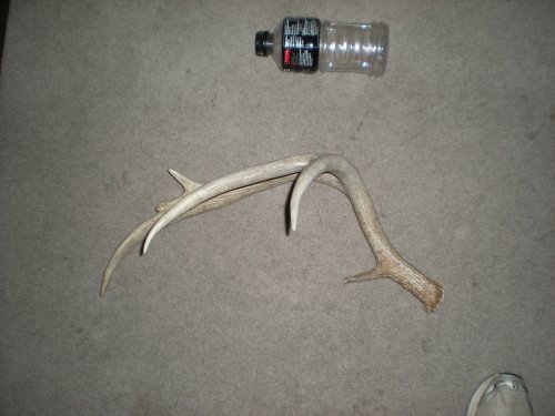 5839deer_horns_206.jpg