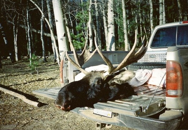 58641999_wy_moose_2.jpg