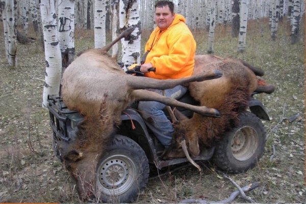 6084elk.jpg