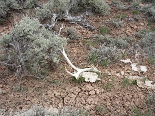 6160wyo_shed_hunt_015.jpg