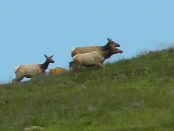 6255elk_028.jpg