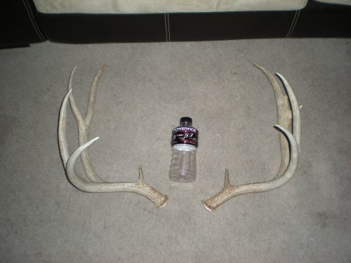 6321deer_horns_204.jpg