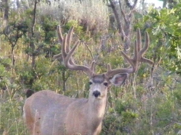 6349oh_buck_044_00.jpg