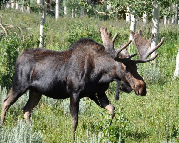 6410moose-2.jpg