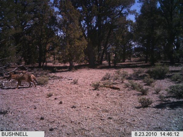 6447trail_cam2_pics_8-28-10_005.jpg