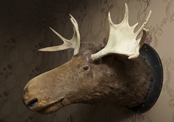 65925346018-taxidermy-moose-head-on-wallpaper-in-a-livingroom.jpg