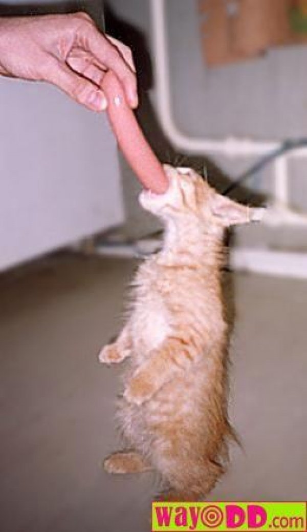 6680funny-pictures-weiner-kitten-0pb.jpg