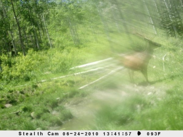 6718trail_camera_pics_019.jpg